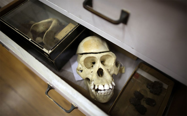 Bộ xương của loài linh trưởng được cất giữ trong những chiếc ngăn kéo
